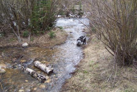 Australian Shepherd Playing in Libby Creek