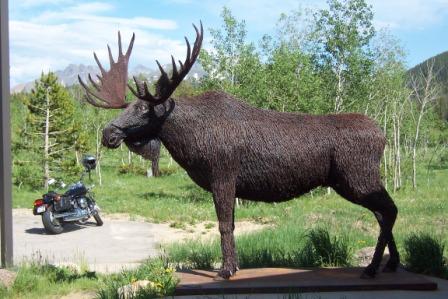 Barbed Wire Moose