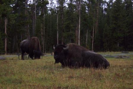 Buffalo in camp