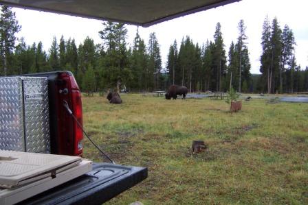 Buffalo in Camp II