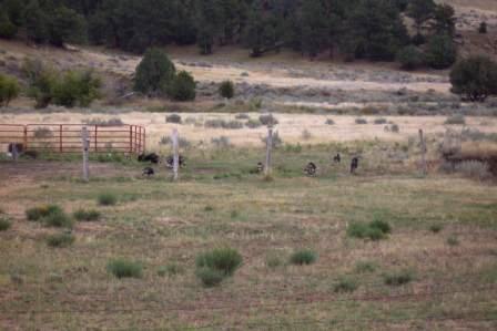 Wild Wyoming Turkeys