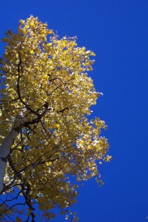 Aspen color against a blue sky