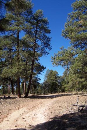 another Mogollon Rim scene