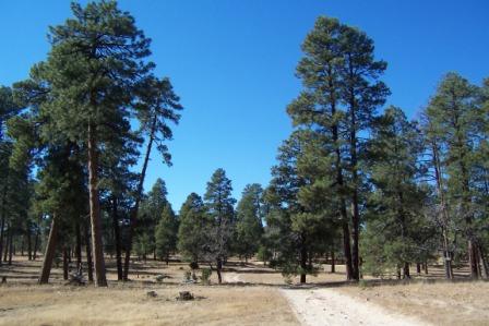 our last Mogollon Rim country view