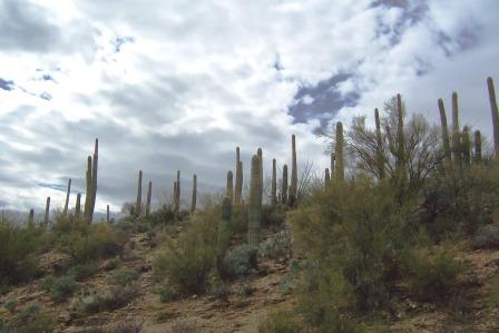 Sagauro Forest