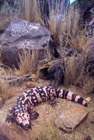 Gila Monster