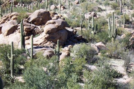 Saguaro National Park