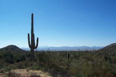 Saguaro National Park view