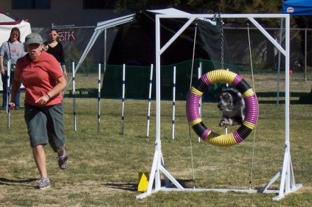 Dog Agility Tire with Buck