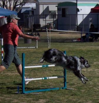 Heidi and Buck at speed on the Dog Agility Field