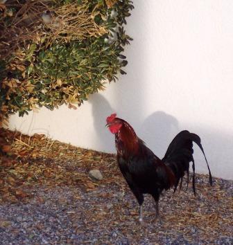 Lordsburg Rest Area Rooster