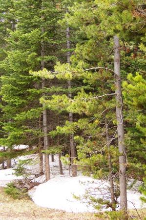 scene in willow campground