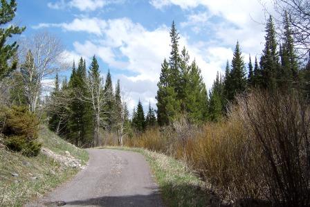 Road in Willow Creek Campground