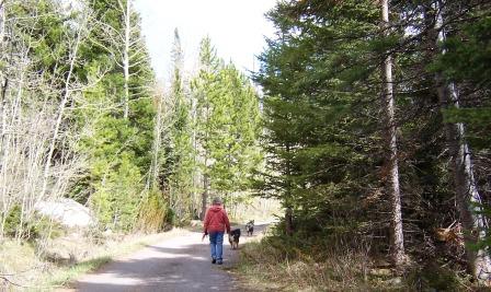 Walking the dogs on the Medicine Bow National Forest