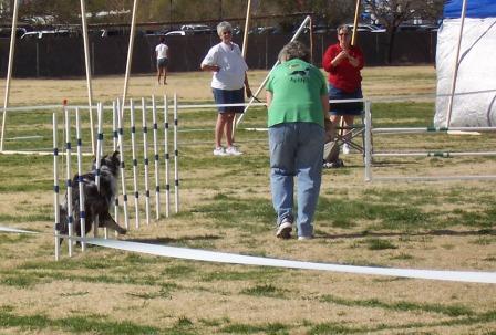 Buck in the Weave Poles