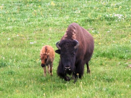 Buffalo cow and calf