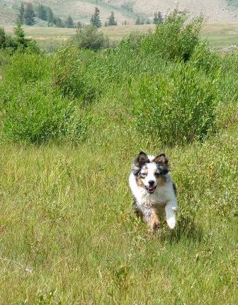 Jed along the Gros Ventre River