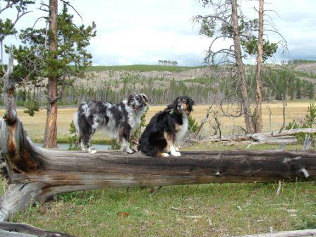 Lily and Buck in Yellowstone