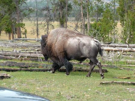 Buffalo Surprise