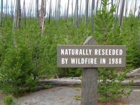 reseeded yellowstone devastation