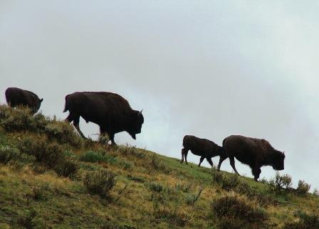 Hayden Valley Buffalo