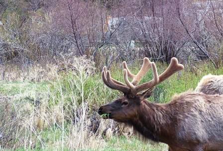 Estes Park Elk Bull in Velvet