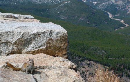 Alvin the Rocky Mountain National Park Squirrel