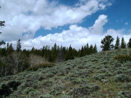 Near Corner Mountain on the Medicince Bow Nat. Forest