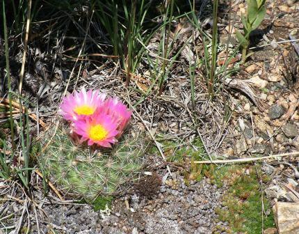 Cactus on the Medicince Bow National Forest