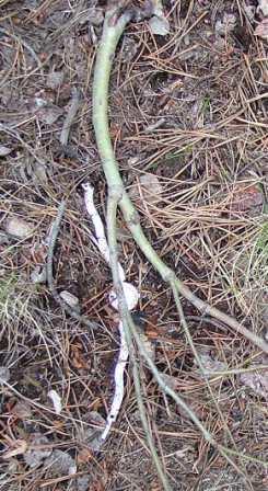 Silver Strike on the Medicine Bow!