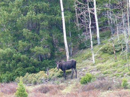 Bull Moose on the Medicine Bow National Forest