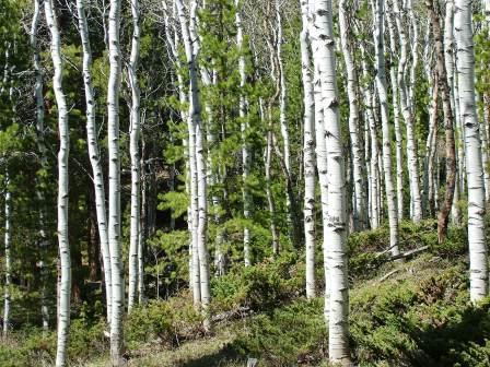 Medicine Bow Aspen Grove