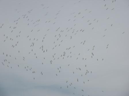 Pelican flock 2