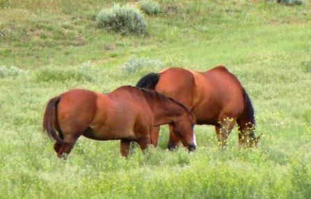 Retired Cowboy Horse