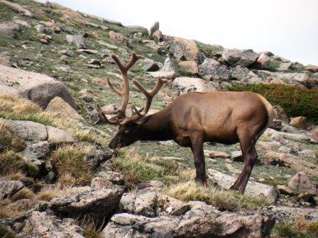 Elk Bull in Rocky Mountain National Park