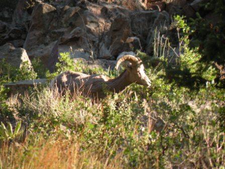 Bighorn ram in Thompson Canyon