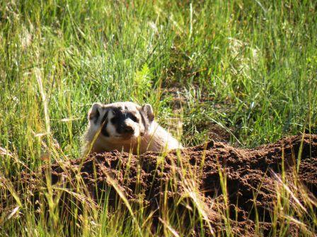 Rocky Mountain National Park Badger