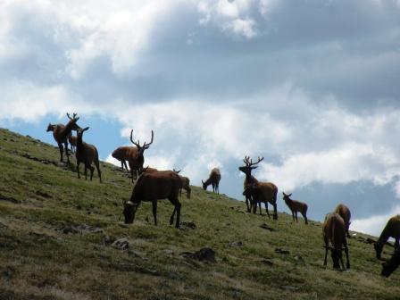 Elk above Timberline in Rocky Mountain National Park