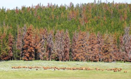 Elk Cows on summer pasture