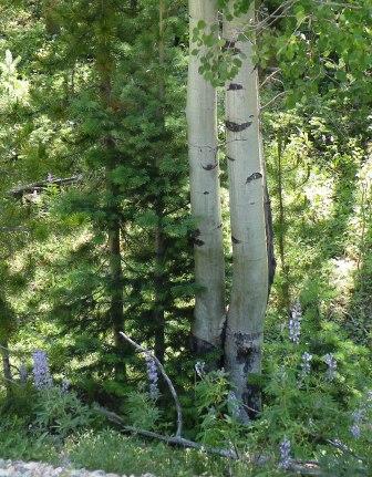 Aspen, Lupine, Pine together