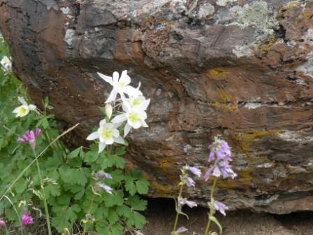 Mountain Columbines