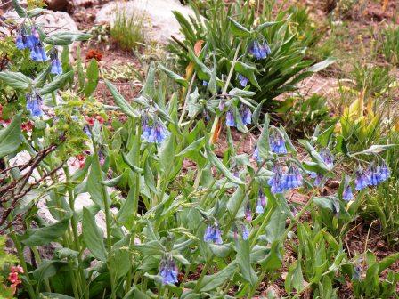 Some Variety of Blue Bells?