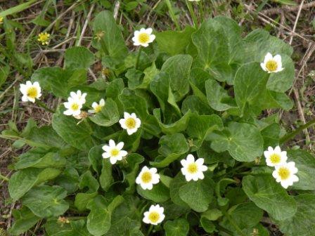 Mountain Flowers