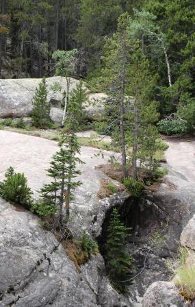 Stubborn Trees at Chasm Falls