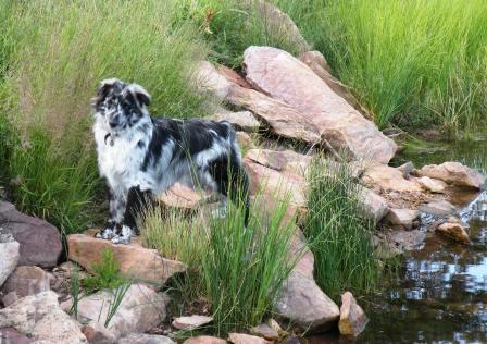 Aussie Chasing Bugs along the Lake Bank