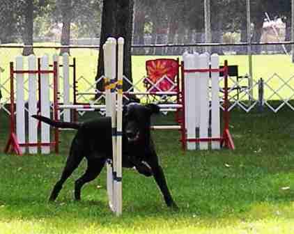 Black Lab in the Weaves