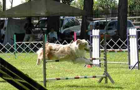 Red Aussie doing Agility