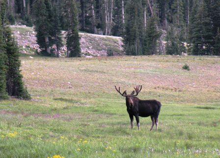 Moose Bull in the Uinta Mountains