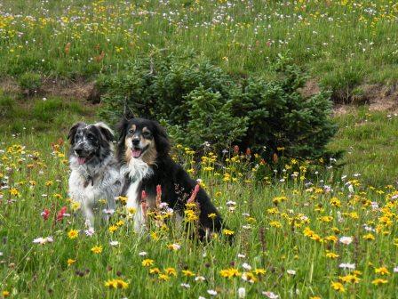 Lily and Buck in High Uinta Flowers