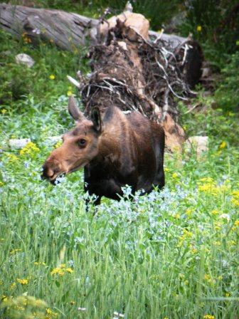 Cow Moose in the Uinta Mountains